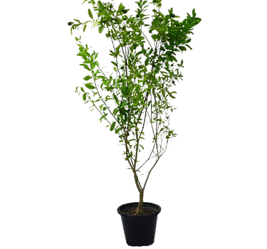 Citrus Bin Zaheer Plant 1