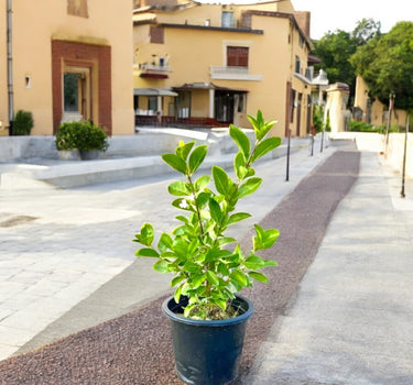 Clerodendrum Inerme – Wild Jasmine Ground Cover & Hedge Plant 1