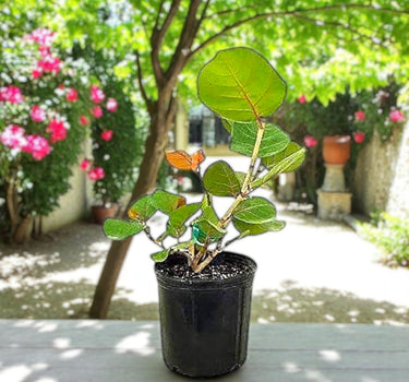 Coccoloba uvifera (Sea Grape) – Coastal Beauty with Bold Foliage 1