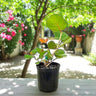 Coccoloba uvifera (Sea Grape) – Coastal Beauty with Bold Foliage 1
