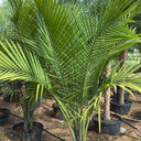 Coconut Spindle Palm Big (2.5m) Plant for Indoor & Outdoor Decor in Dubai. Potted palm trees in a nursery setting