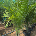 Coconut Spindle Palm Big (2.5m) Plant for Indoor & Outdoor Decor in Dubai. Potted palm tree in a garden setting with other plants and a clear sky.