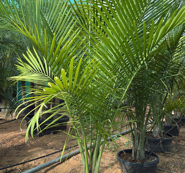 Coconut Spindle Palm Big (2.5m) Plant for Indoor & Outdoor Decor in Dubai. Potted palm tree in a garden setting with other plants and a clear sky.