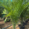 Coconut Spindle Palm Big (2.5m) Plant for Indoor & Outdoor Decor in Dubai. Potted palm tree in a garden setting with other plants and a clear sky.