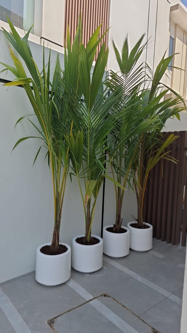 Coconut Tree (2.5m) Plants Dubai.