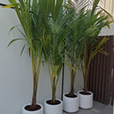 Coconut Tree (2.5m) Plants UAE