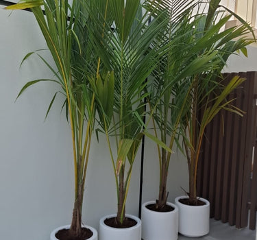 Coconut Tree (2.5m) Plants UAE
