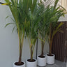 Coconut Tree (2.5m) Plants UAE