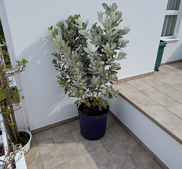 Conocarpus Sericeus – Silver Buttonwood 3