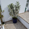 Conocarpus Sericeus – Silver Buttonwood 3
