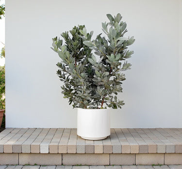Conocarpus Sericeus – Silver Buttonwood 4