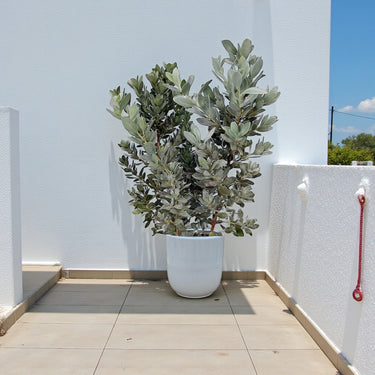 Conocarpus Sericeus – Silver Buttonwood 5