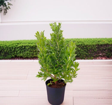 Conocarpus Erectus ‘Saudi’ or Damas tree 2