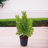 Conocarpus Erectus ‘Saudi’ or Damas tree 2