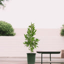 Conocarpus Erectus ‘Saudi’ or Damas tree 1