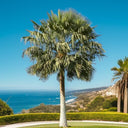 Copernicia prunifera – Wax Palm (Caranday Palm) 1