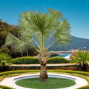 Copernicia prunifera – Wax Palm (Caranday Palm) 2