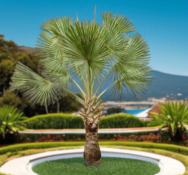 Copernicia prunifera – Wax Palm (Caranday Palm) 2