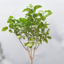 Cordia Sebestena – Orange Geiger Tree 2