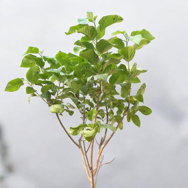 Cordia Sebestena – Orange Geiger Tree 2