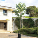 Cordia Sebestena – Orange Geiger Tree 3