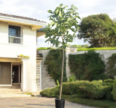 Cordia Sebestena – Orange Geiger Tree 3
