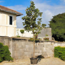 Cordia Sebestena – Orange Geiger Tree 4