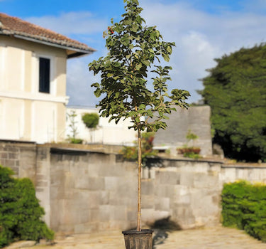 Cordia Sebestena – Orange Geiger Tree 4