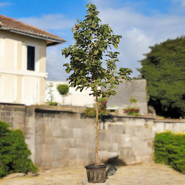 Cordia Sebestena – Orange Geiger Tree 4
