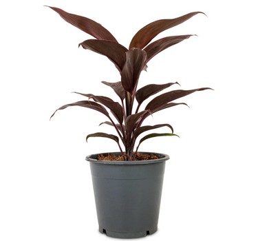 Cordyline Fruticosa Mambo – Hawaiian Ti Plant – Good Luck plant 1