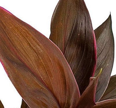 Cordyline Fruticosa Mambo – Hawaiian Ti Plant – Good Luck plant 2