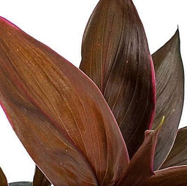 Cordyline Fruticosa Mambo – Hawaiian Ti Plant – Good Luck plant 2