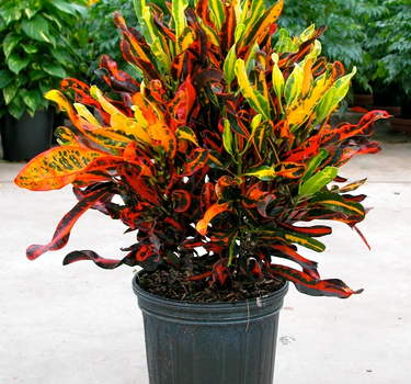 Croton Mammy Plant 1