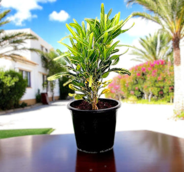 Croton 'Banana Yellow' – Bold Foliage for Indoors & Outdoors 1