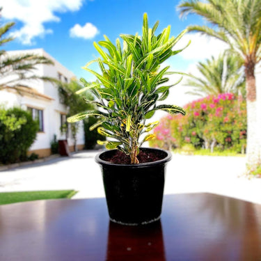 Croton 'Banana Yellow' – Bold Foliage for Indoors & Outdoors 1