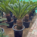 Cycas Big (120–150 cm) Outdoor Plants Dubai. Potted cycads in a garden setting with a paved path.