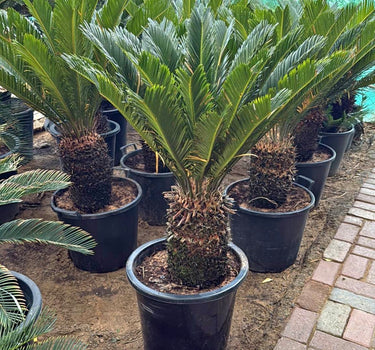 Cycas Big (120–150 cm) Outdoor Plants Dubai. Potted cycads in a garden setting with a paved path.