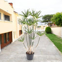 Cyperus Alternifolius, Umbrella Papyrus 3