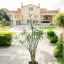 Cyperus Alternifolius, Umbrella Papyrus 4