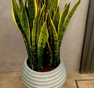 Snakepant in Fiber Premium