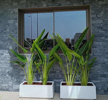 Travellers Palm in White Rectangle Pot