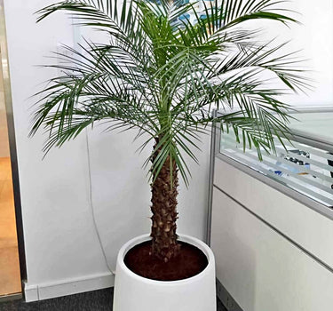 Phoenix Palm Big