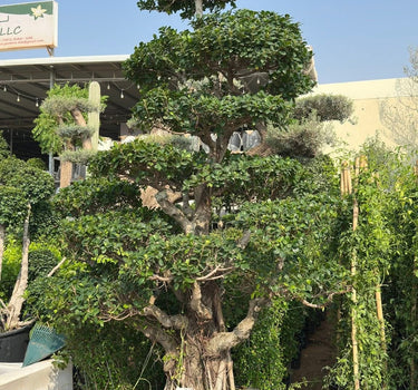 Bonsai Premium 2m to 2.8m