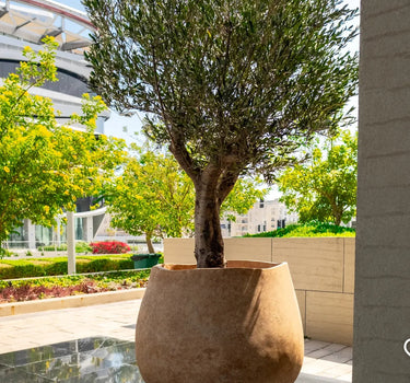 Olive Multiple Head in Terracota Pot