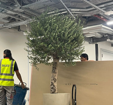 Olive Tree Xlarge 2.5 to 3m Premium