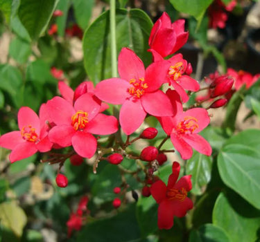 Jatropha Integerrima – Peregrina / Spicy Jatropha | Vibrant Red-Blooming Ornamental Shrub 4