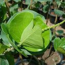 Coccoloba uvifera (Sea Grape) – Coastal Beauty with Bold Foliage 5