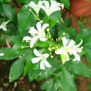 Murraya Paniculata ‘Exotica’ – Orange Jasmine 3