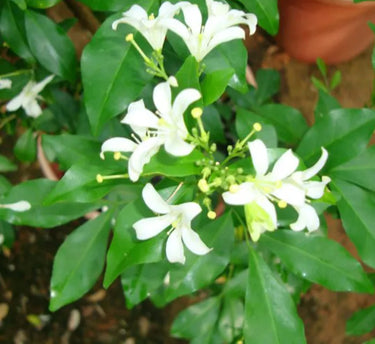 Murraya Paniculata ‘Exotica’ – Orange Jasmine 3