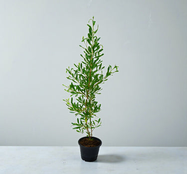 Dodonaea Viscosa – Florida Hopbush 2